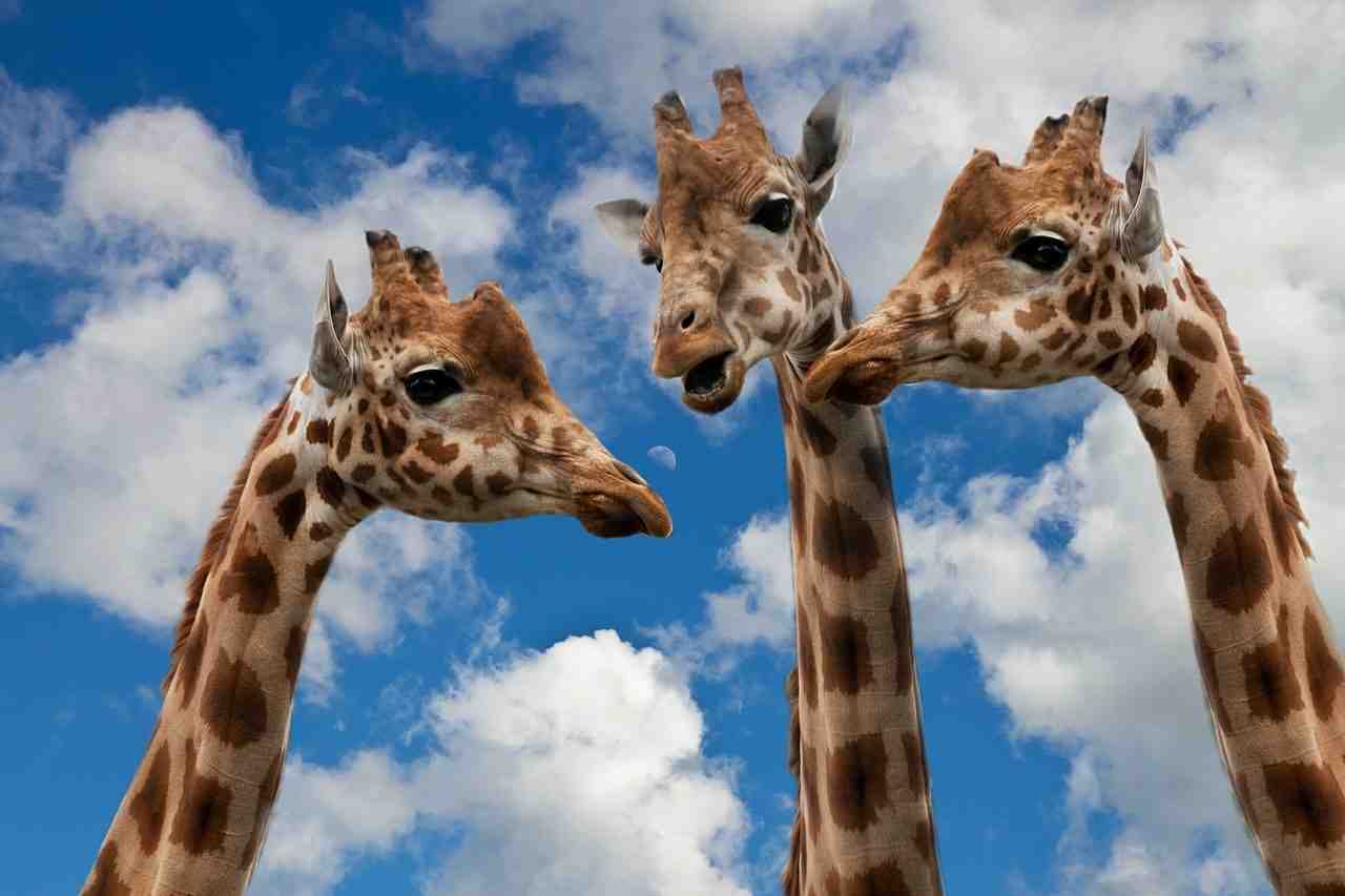 girafes, entertainment, discussion